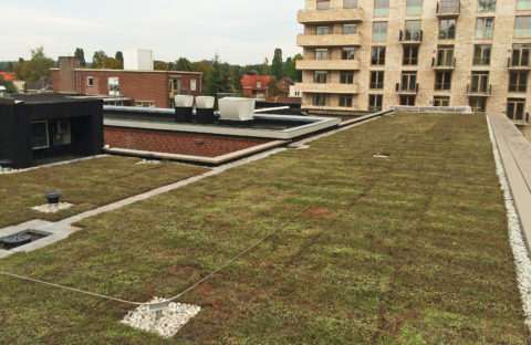 extensief groendak Nijmegen
