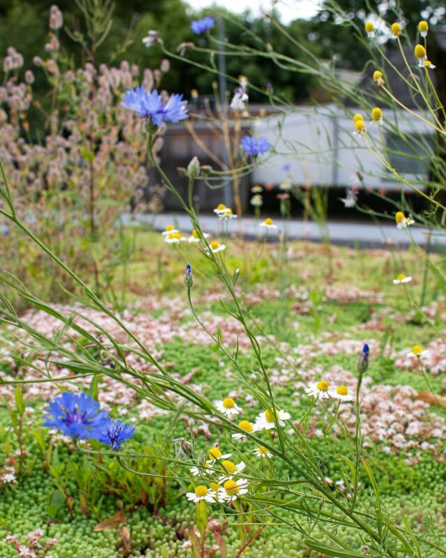 #biodiversiteit op het #groendak met onder andere het #hazenpootje #kamille #weegbree #duizendblad en de prachtige #korenbloem.
